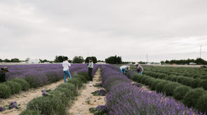 The Origins of Lavender