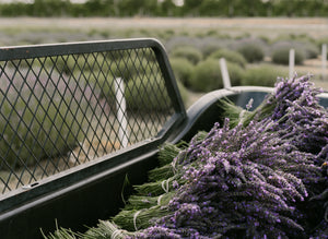 Lavender Varietals