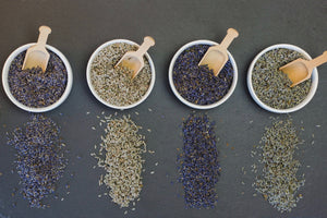 Culinary Buds - Sample